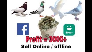 How to Sell Pigeons | Both Online and Offline
