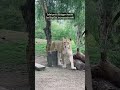 ️Things I Wish I Knew Before Visiting The Safari Park Sandiego Sandiegozoo Safaripark Safari