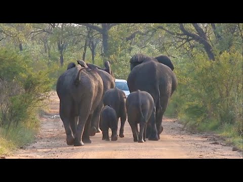 Biggest Animals in Kruger National Park Blocking The Road.