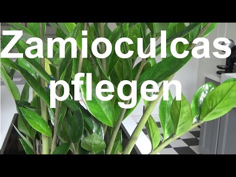 Zamioculcas 'Lucky Bamboo' care, watering, propagating, fertilizing, location, Zamioculcas zamiif...