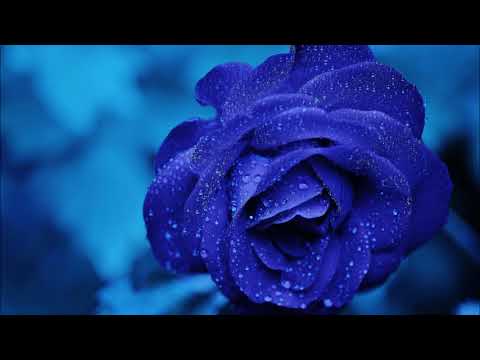 Martin Léon - La chrysalide