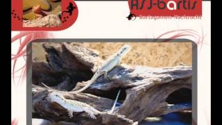 preview picture of video 'Baby Bartagamen - Baby Bearded Dragons'