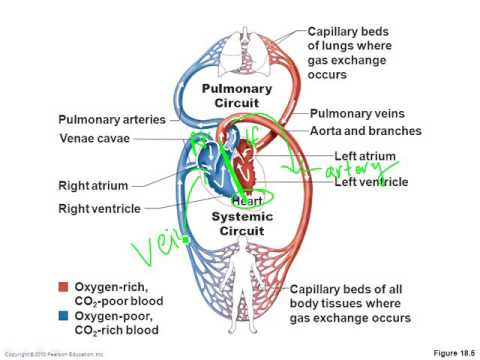 Chapter 18- Cardiovascular System