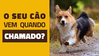 O seu cachorro vem quando chamado?