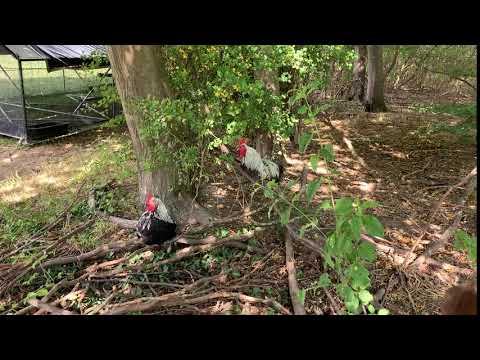 Lunatech - Hack in the Woods 2019 - The roosters