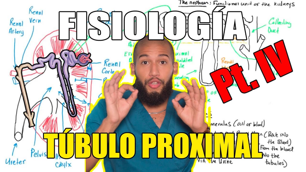 Fisiología Renal Pt. IV - Túbulo Proximal (Reabsorción y Secreción Tubular)