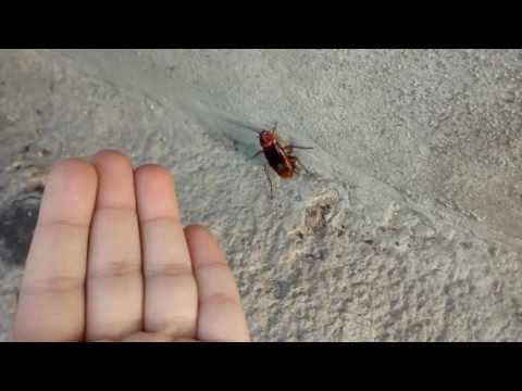 Una blatta americana(Periplaneta americana)