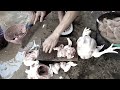 CARA MOTONG AYAM BUAT AYAM GORENG CRISPY HARGA 5 RIBUAN