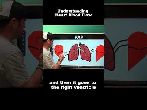 Understanding Blood Flow Through the Heart is Essential for Future Respiratory Therapists!