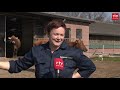 Koeien voor het eerst weer de wei in