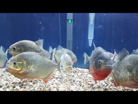 Huge Red Belly Piranha family of 11, 3 new members to the family
