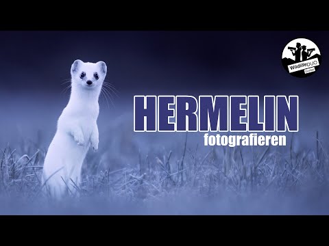 Photographing stoats in winter | Our tips & behind the scenes