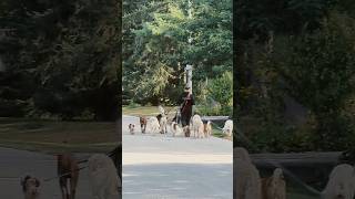 Download lagu Barking Bonanza,😂😁👌#dog #dogwalker #dogs #viral #funny #doglover #shorts #youtubeshorts mp3