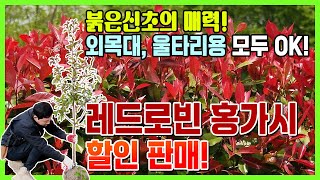 붉은신초의 매력! 외목대, 울타리용 모두 OK! 레드로빈 홍가시 할인 판매!