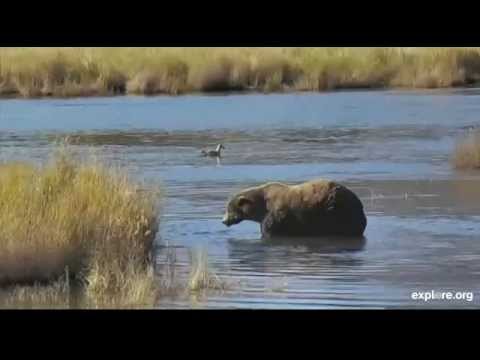 2014 09 24 1555 58 Otis SUPERMOM with Cubs Limping Female Bear and Bear 410