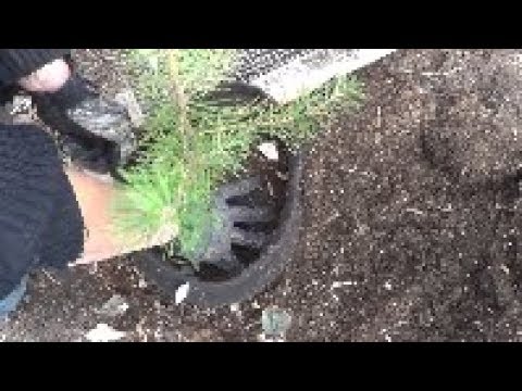 Permaculture Pirate Episode 10 - In Search of Pine Nuts