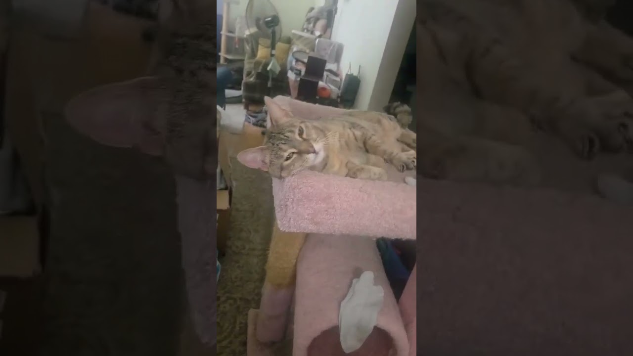 Blair (ID 51036/1192), a ADOPTABLE Domestic Short Hair in Manassas, VA video 6/6