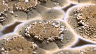 Andromeda - Two is One [Lyrics + Sub Esp]