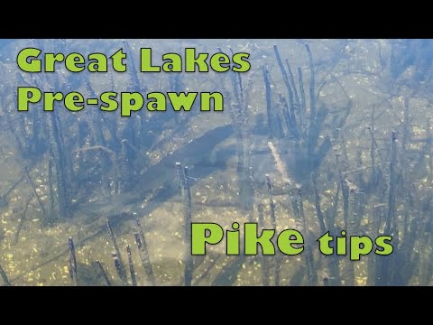 Great Lakes Pre-spawn Pike tips.