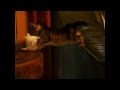 Inspiration Cute little cat falling off the table, Video Tuxedo Cat Falling Off Table paling seru!