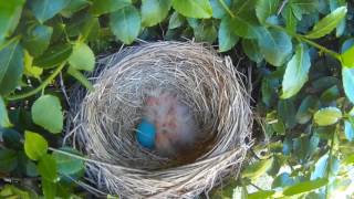 3 baby robin's - few days old