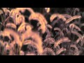 LANA DEL REY - "RADIO" MUSIC VIDEO 