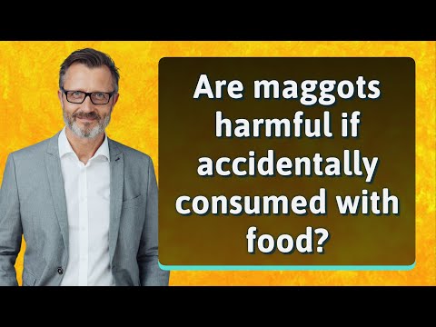 Are maggots harmful if accidentally consumed with food?