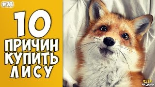 10 ПРИЧИН КУПИТЬ ЛИСУ - Интересные факты!