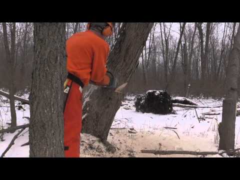 Bore Cut Forward leaning Tree