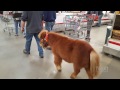Mini Horses Are This Man S Service Animal Of Choice