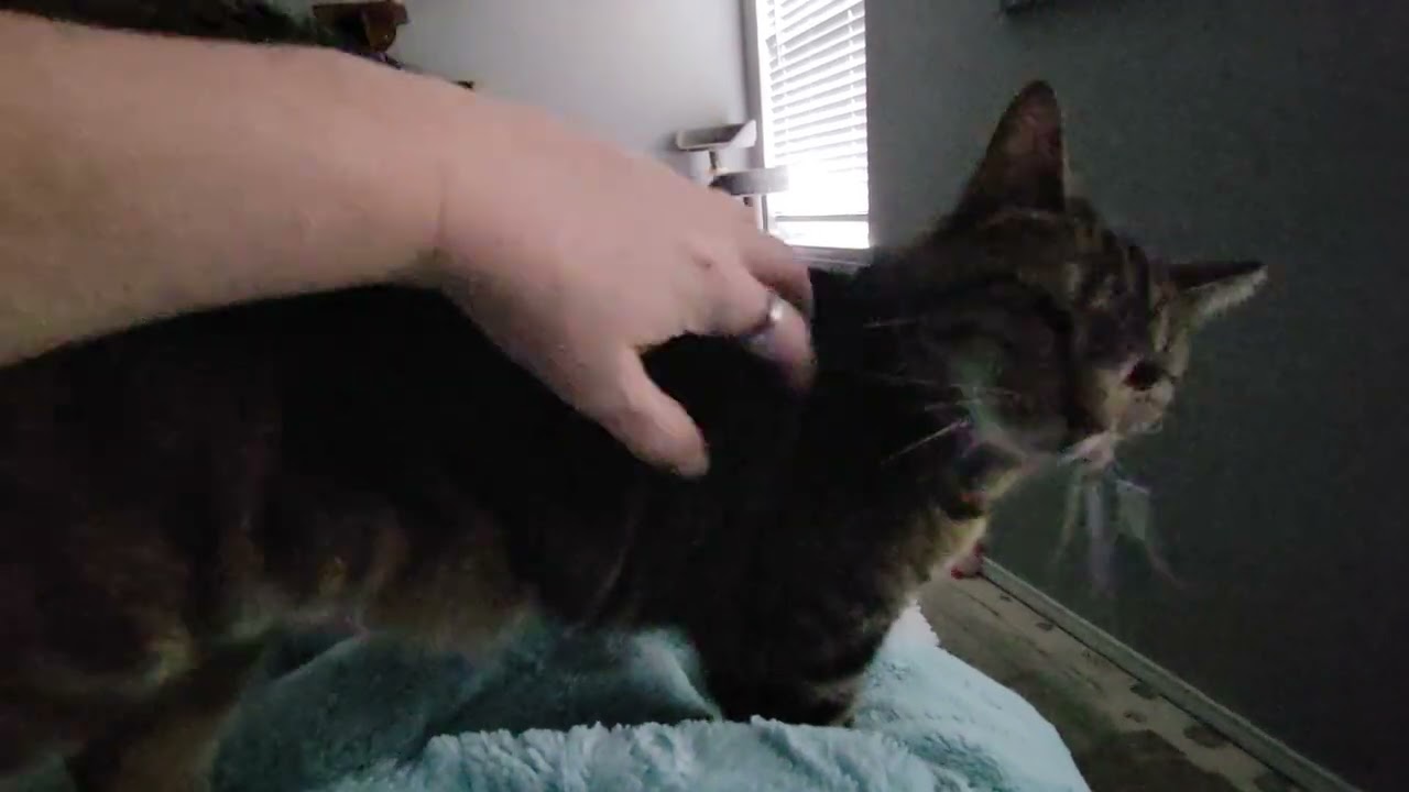 Rosemary, a Adoptable Domestic Short Hair in Fort Worth, TX video 6/6