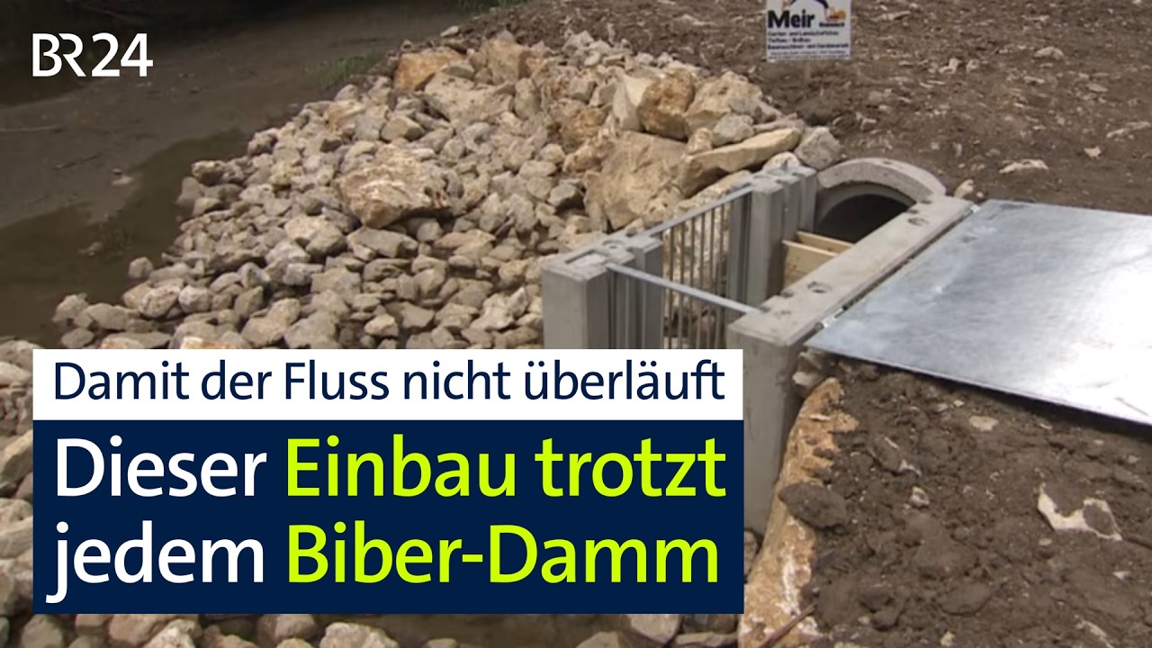 Biber-Damm lässt Flusspegel steigen: Dieser Einbau verspricht Hilfe | Abendschau | BR24