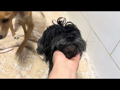Vídeo de TRUFFLE