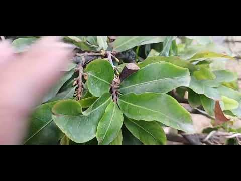 gl ae cây mai dáng tranh bông giảo.hàng siu tâm .0935633236