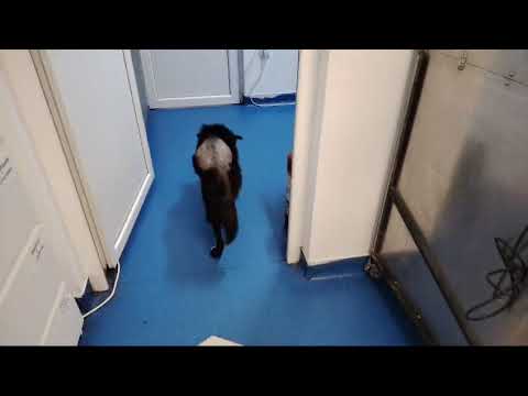 CIPRIAN - Mitte März 2024