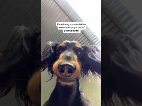 #dogsoftiktok #facetimecall