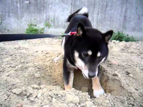 巧克力每日必做的事－挖洞(原發表者:巧克力家)(影片)