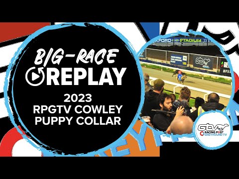 2023 RPGTV Cowley Puppy Collar - Long Fellow | Greyhound Replays | 2023 Big Finals