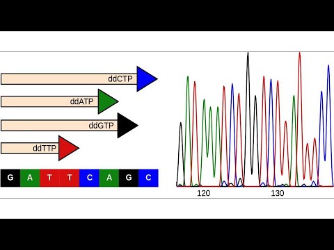 Genetics Lesson 8: Biotechnology and Genomics