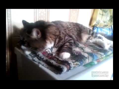 Il gatto dorme sulla lavatrice