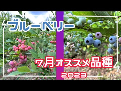 園芸 フロリダブルーベリー、ラビットアイブルーベリー