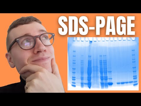 Understand SDS-PAGE In Under 4 Minutes