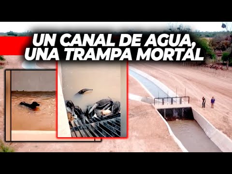 UN CANAL DE AGUA EN SANTIAGO DEL ESTERO SE CONVIRTIÓ EN UNA TRAMPA MORTAL