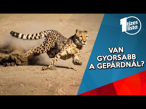 erőteljes erekciós videók másnapossággal nincs merevedés