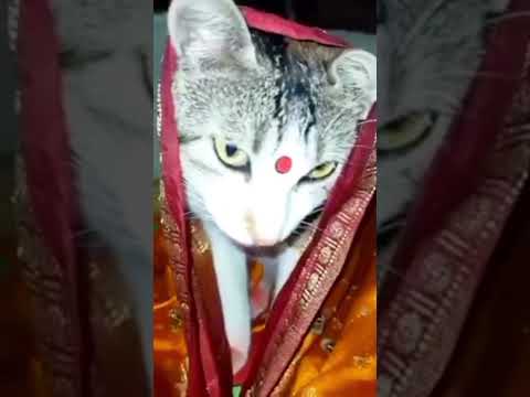 chokh tule dekho na ke eseche //cat video#viral#shorts # shortsvideo#short