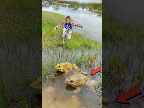 Survival Skills: SIMPLE and USEFUL with Frog trapping tool #survival #bushcraft #camping