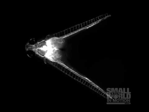 Common Blood Flow Between the Parabiotic Zebrafish Embryos | 2016 Nikon Small World
