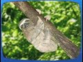 Go Diego Go Clip Three Toed Sloth