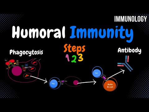 Humoral Immunity (ALL Steps) | Immunology