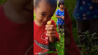 Download lagu Panen Buah Sultan Di Sawah 🫒#ciplukan #emaniga #shorts mp3